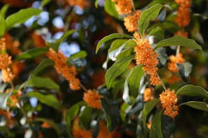 800px-osmanthus_fragrans_orange_flowers